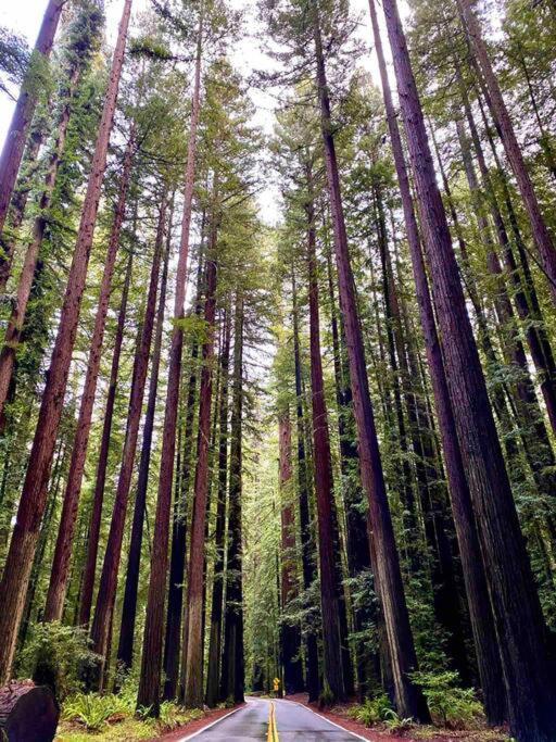 Avenue Of The Giants Pepperwood Place Miranda Екстер'єр фото